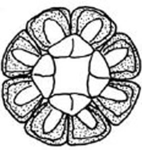 black and white illustration of a cross section of an ear of corn